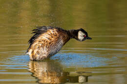 Image of White-tufted Grebe