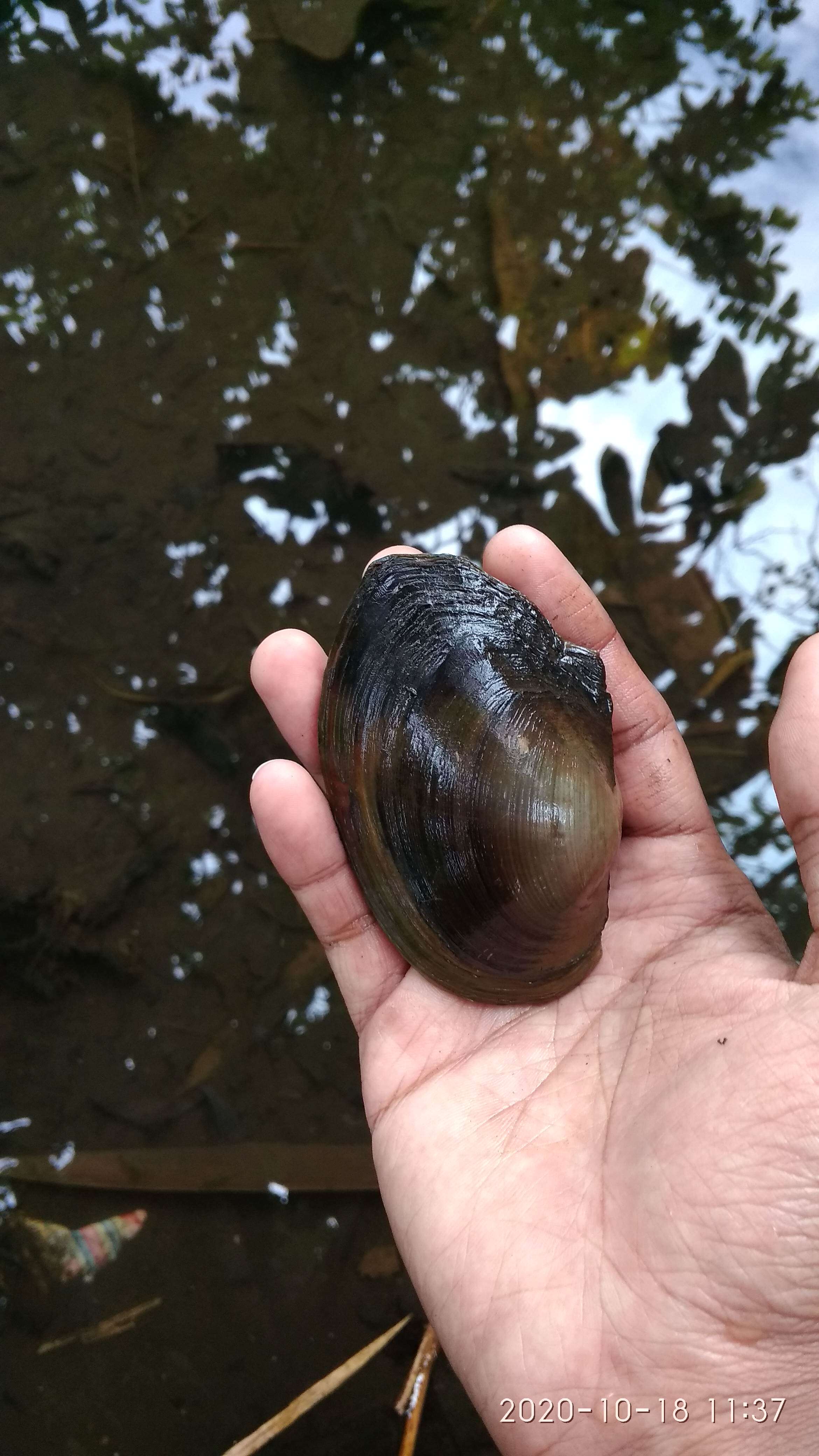 Image of duck mussel