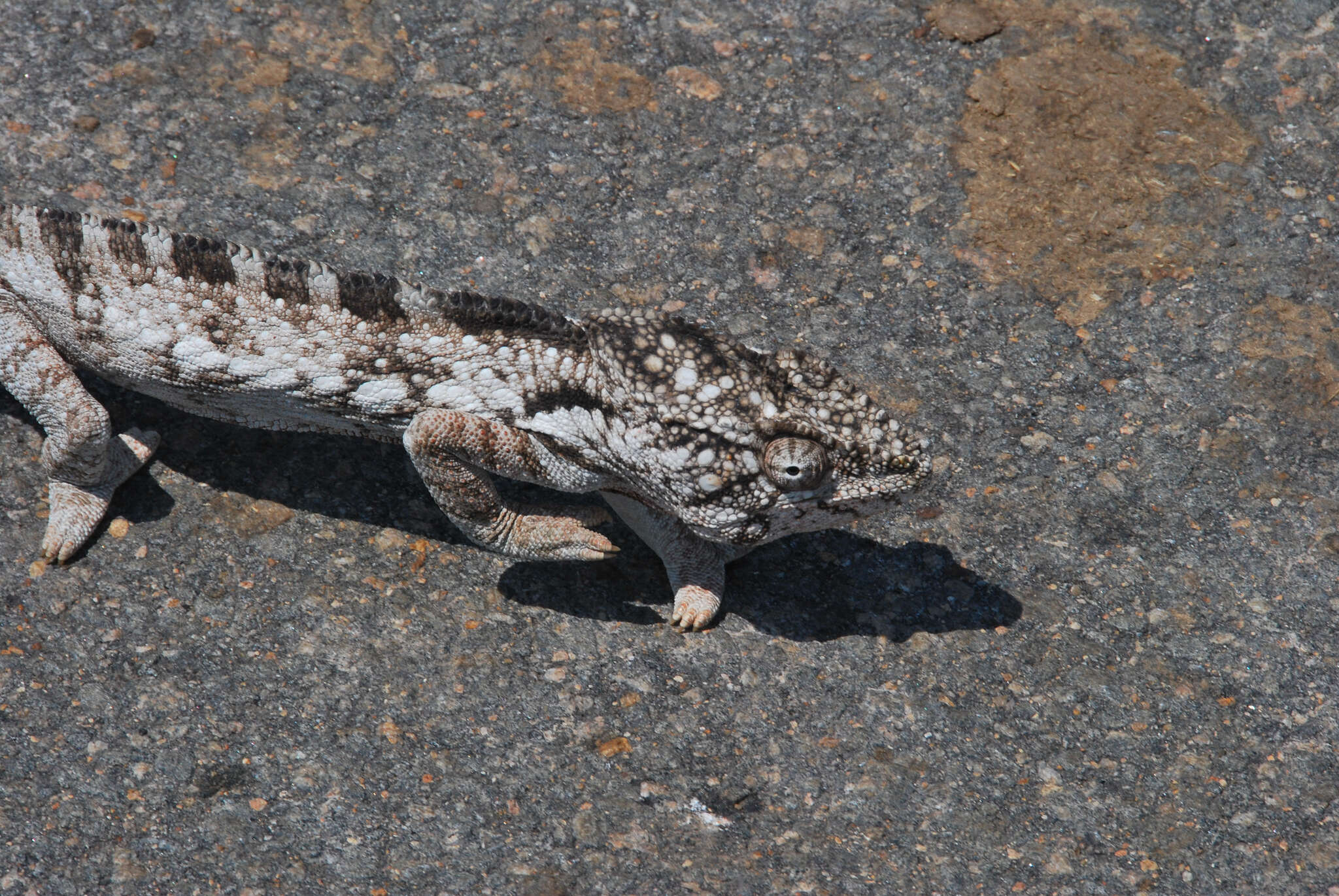 Image of Malagasy Giant Chameleon