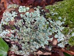 Image of Hammered shield lichen