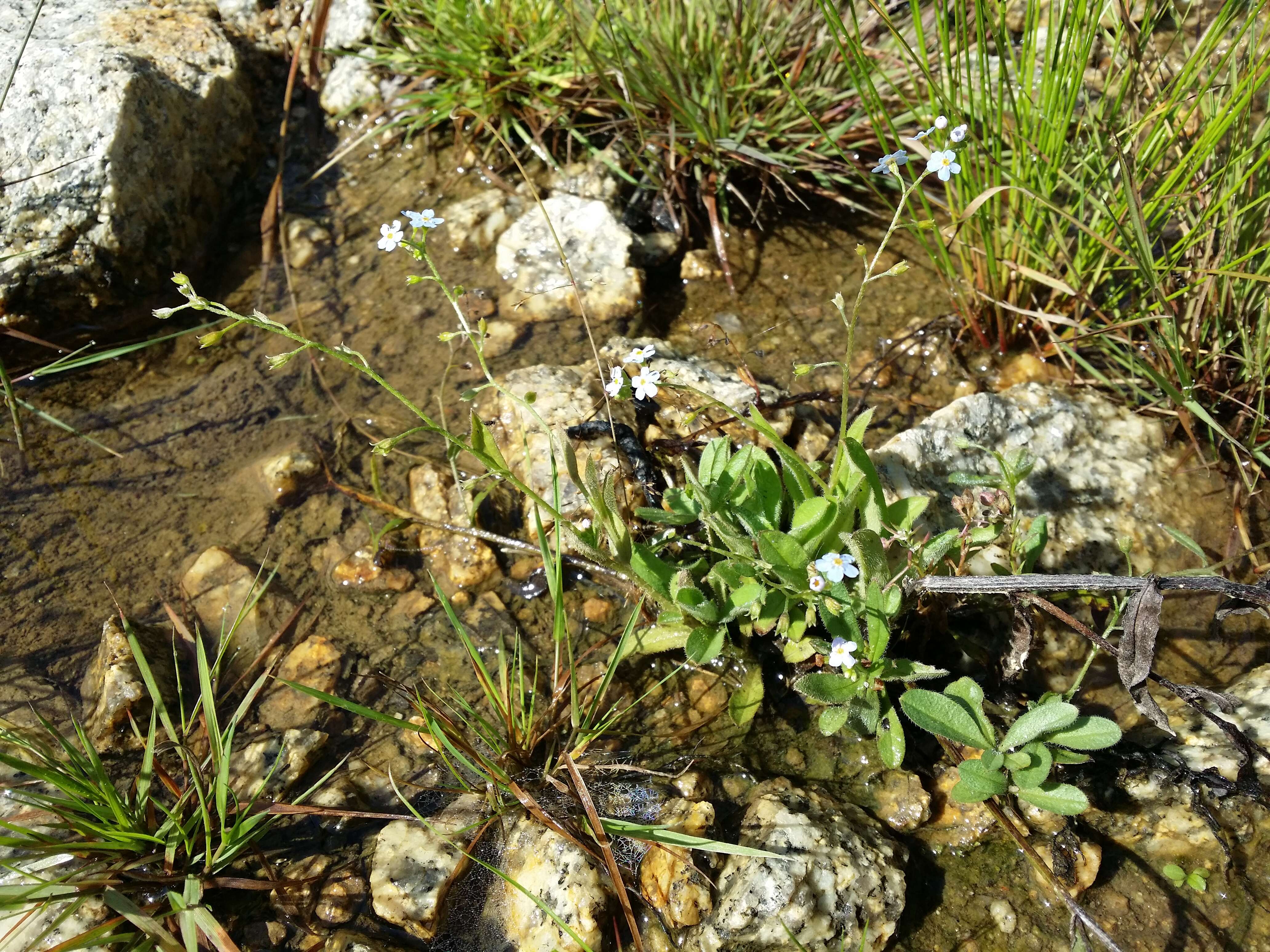 Image of Myosotis nemorosa Besser