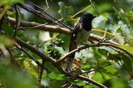 Image of Eastern Towhee