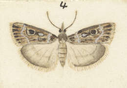 Image of Scoparia triscelis Meyrick 1909