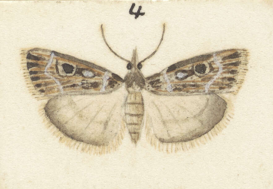 Image of Scoparia triscelis Meyrick 1909