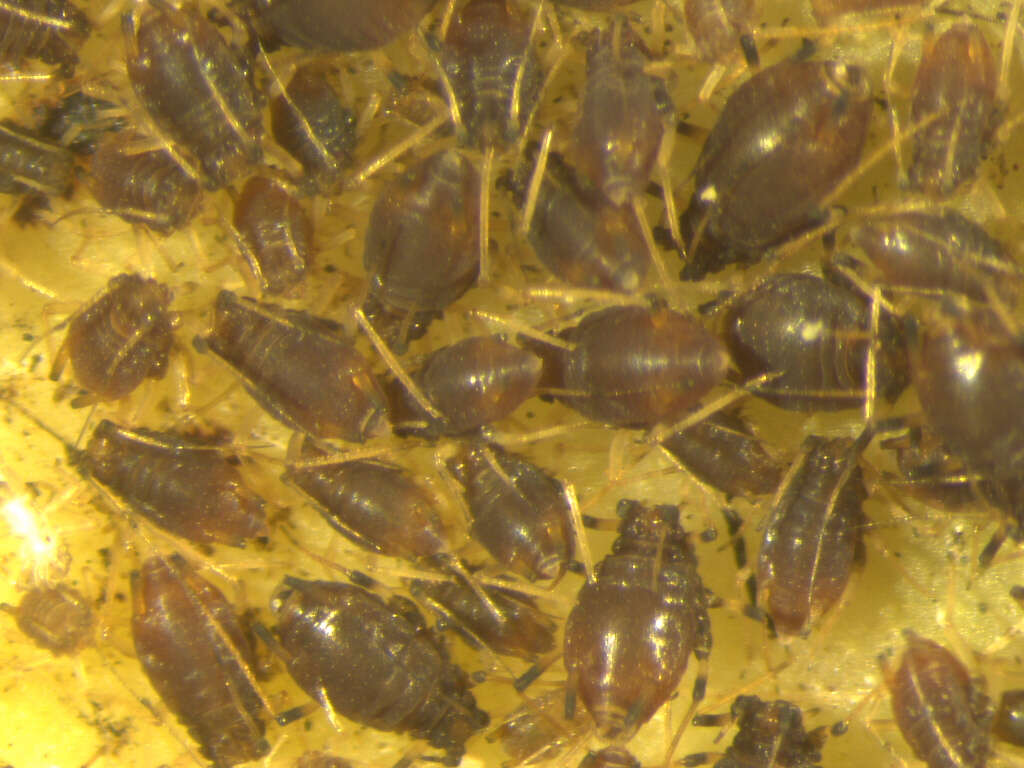 Image of Banana aphid