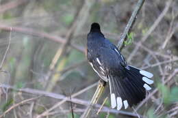 Image of Eastern Towhee