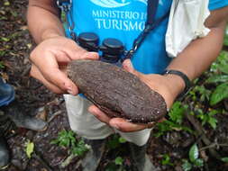 Sivun Phytelephas tenuicaulis (Barfod) A. J. Hend. kuva