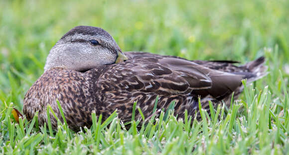 Image of Florida duck