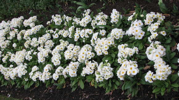 Image of elatior hybrid primroses