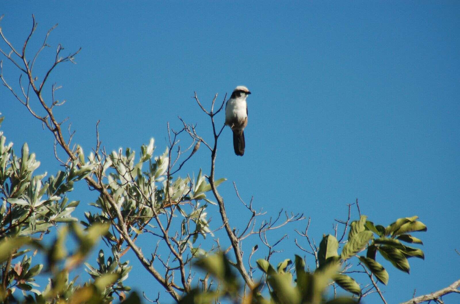 Image of Southern White-crowned Shrike