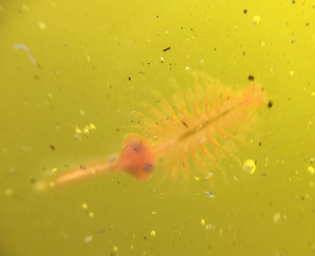 Image of Artemia franciscana Kellogg 1906