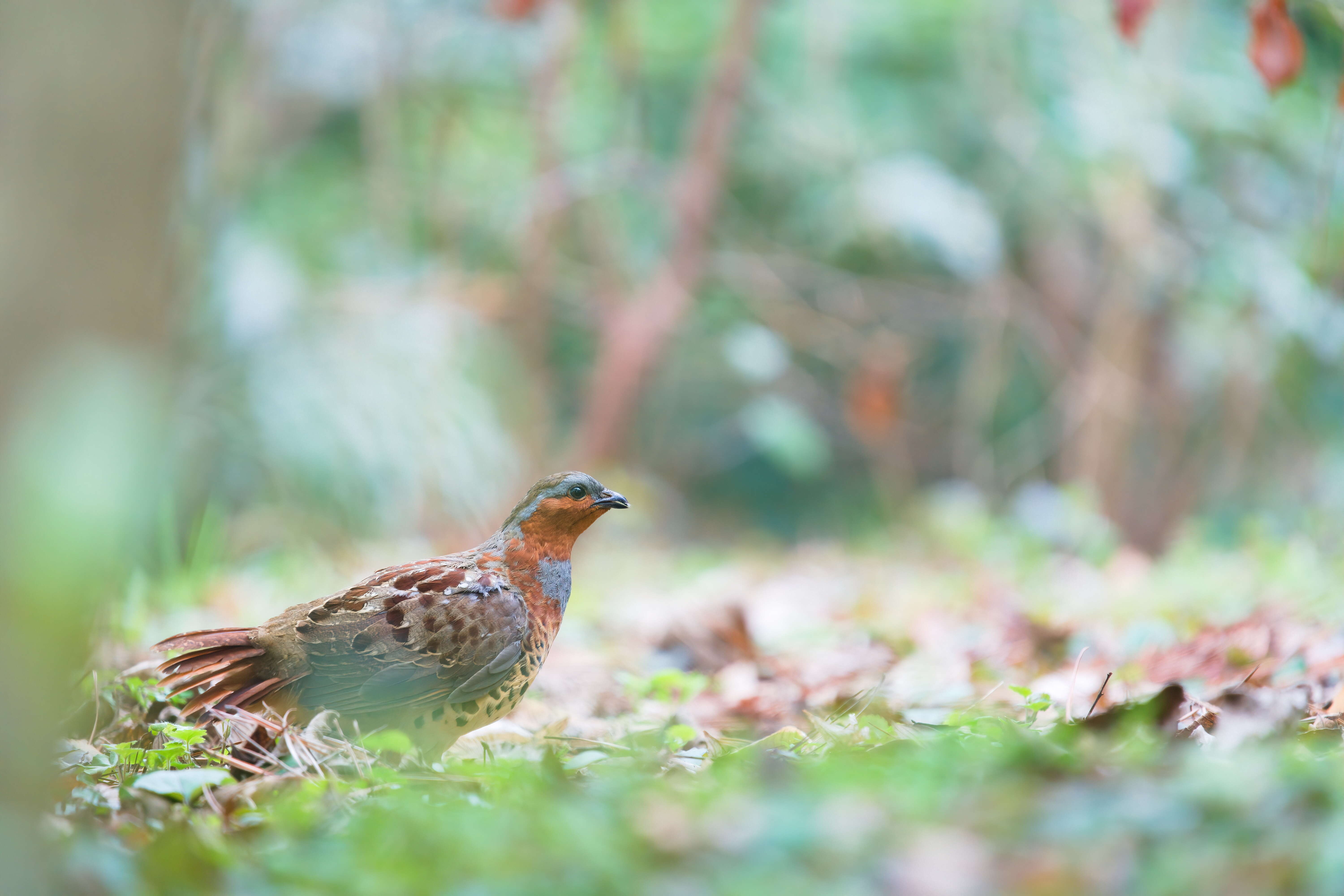 Image of Chinese Bamboo Partridge