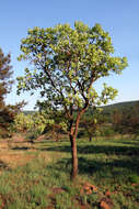 Image of Broad-leave beech