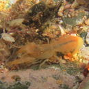 Image of Acutigebia danai (Miers 1876)