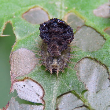 Image of thistle tortoise beetle