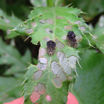 Image of thistle tortoise beetle