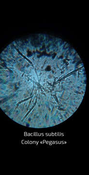 Image of Bacillus subtilis