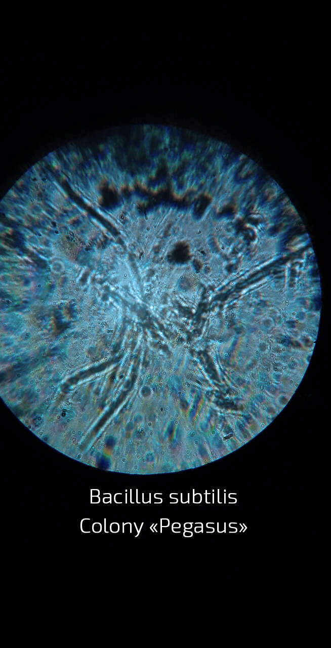 Image de Bacillus subtilis