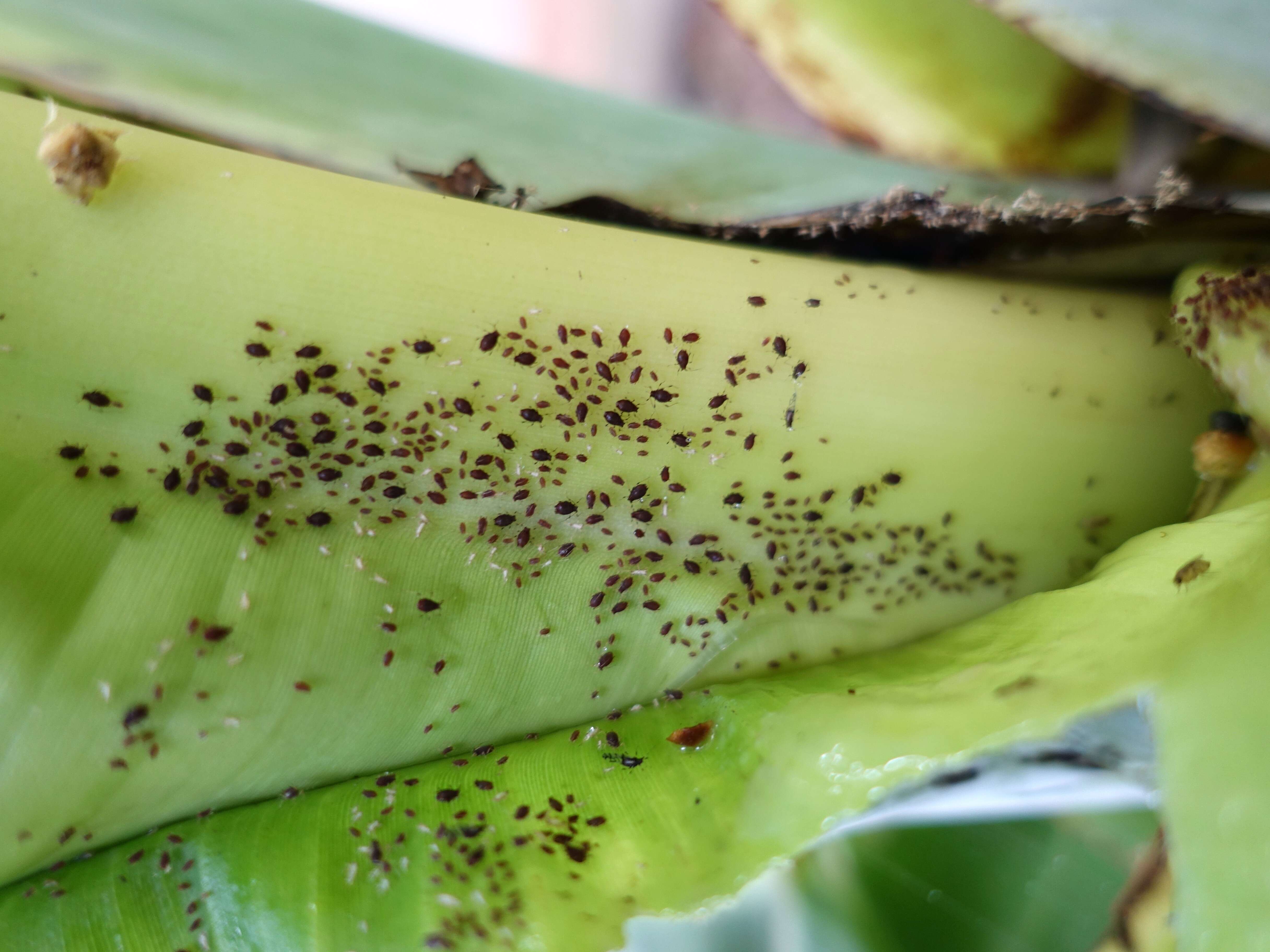 Image of Banana aphid