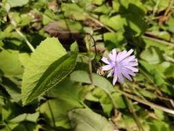 Image de Cicerbita macrophylla subsp. macrophylla