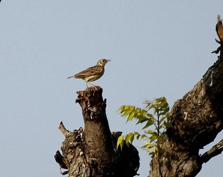Image of Bengal Bushlark