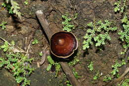 Microporus xanthopus (Fr.) Kuntze 1898 resmi