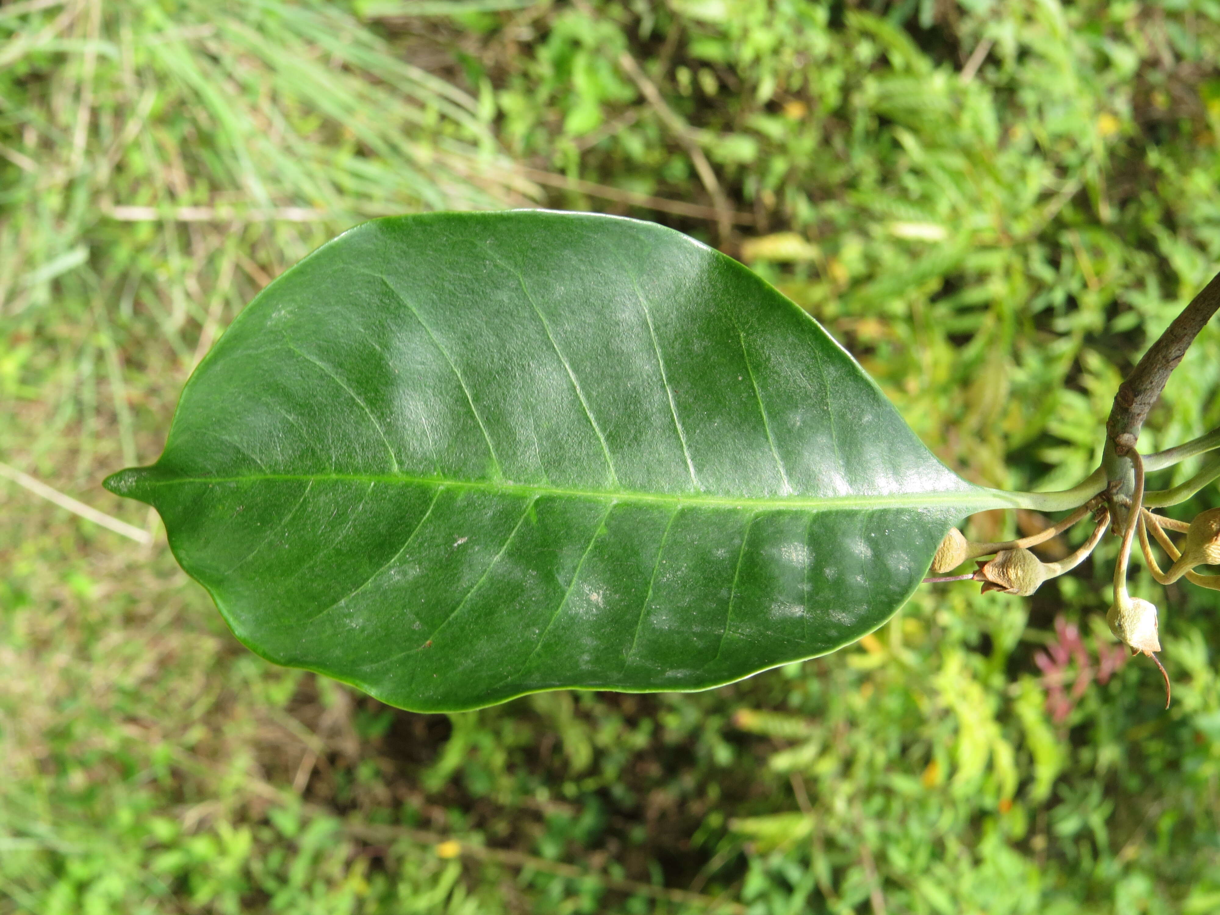 Imagem de Palaquium ellipticum (Dalzell) Baill.