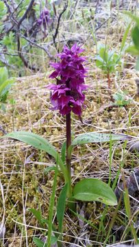 Image of <i>Dactylorhiza aristata</i>