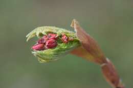 Image of Fullmoon Maple