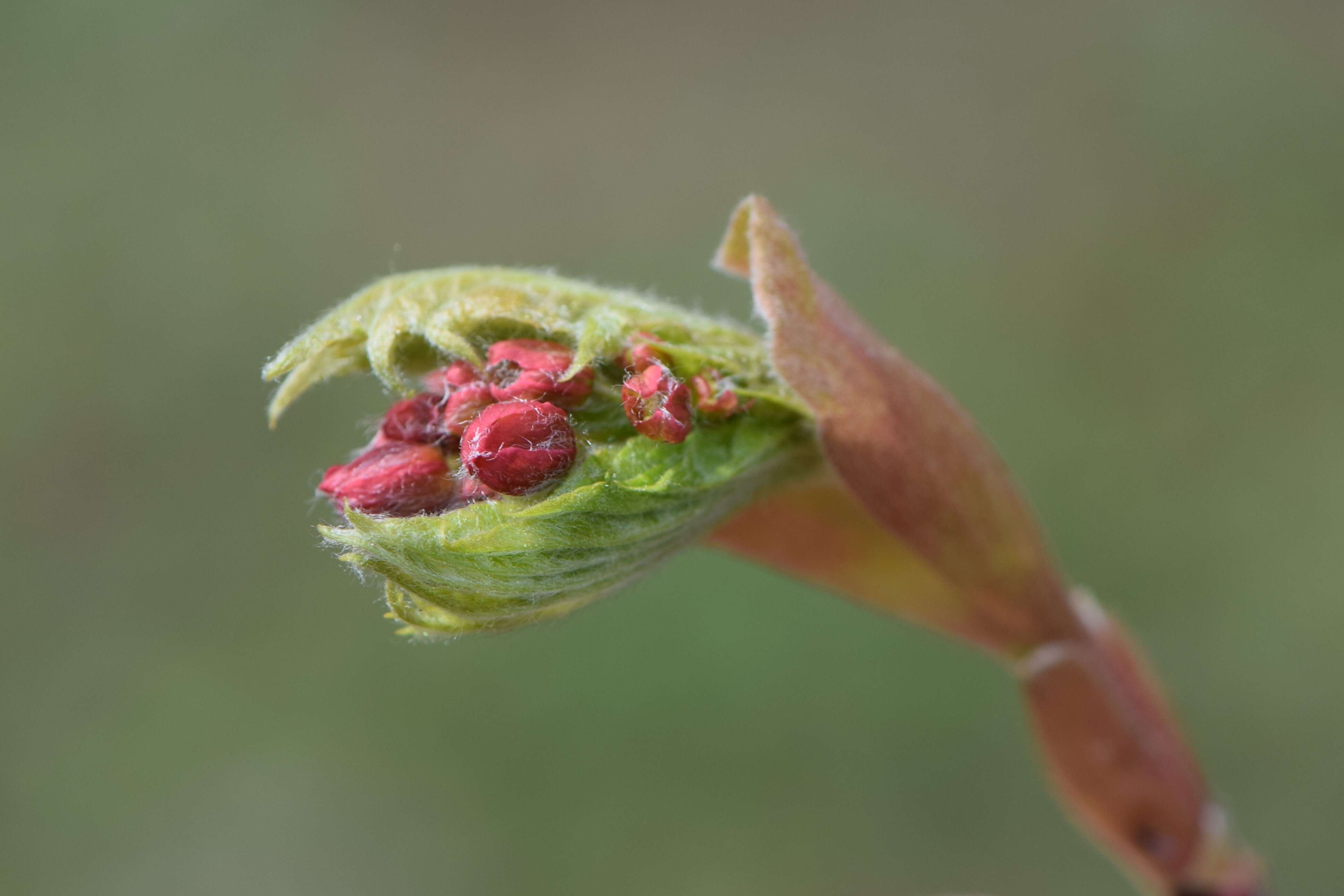 Image of Fullmoon Maple