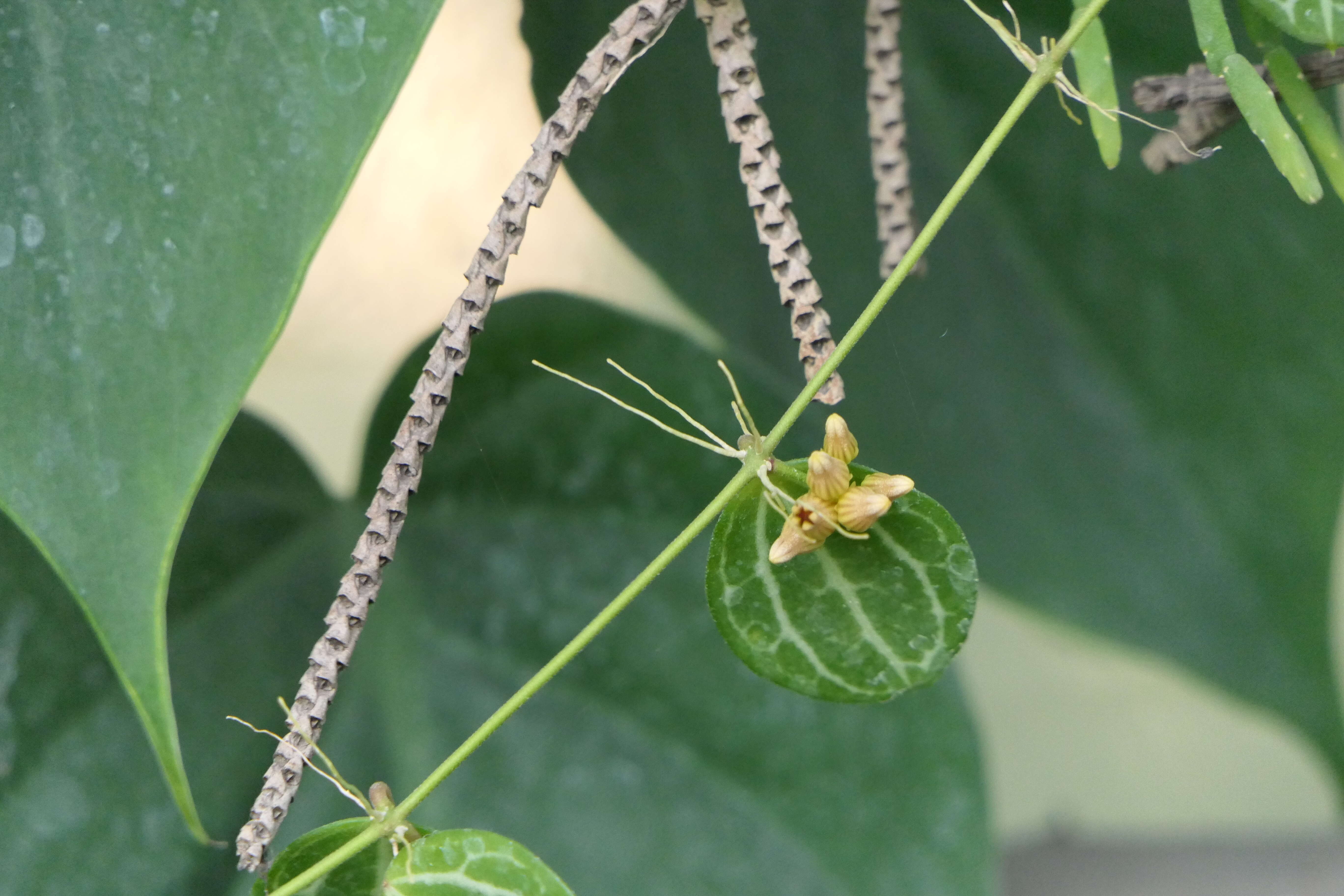 Image of Watermelon dischidia