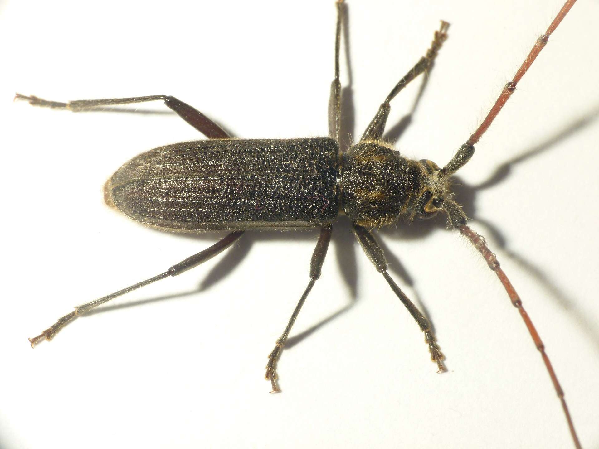 Image of Kulsi teak borer