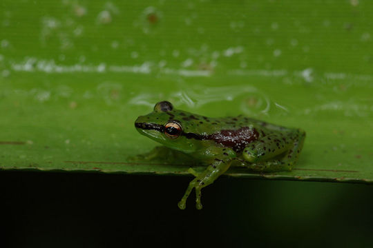 18.https www inaturalist org photos 402710.580x360