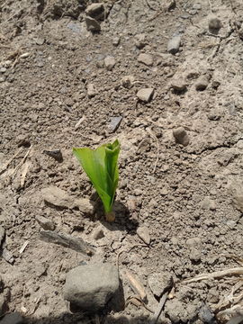 Image of <i>Zea mays rugosa</i>