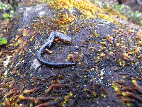 18.https www inaturalist org photos 402719.580x360