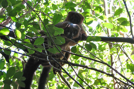 Image of Red-bellied Lemur