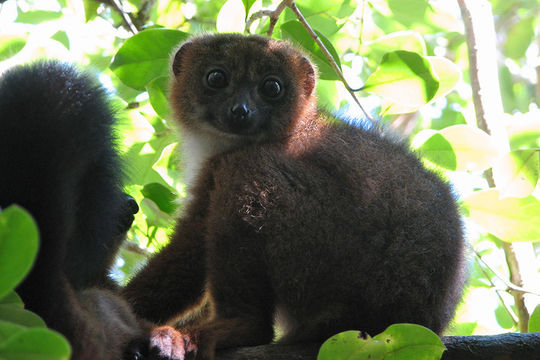 Image of Red-bellied Lemur