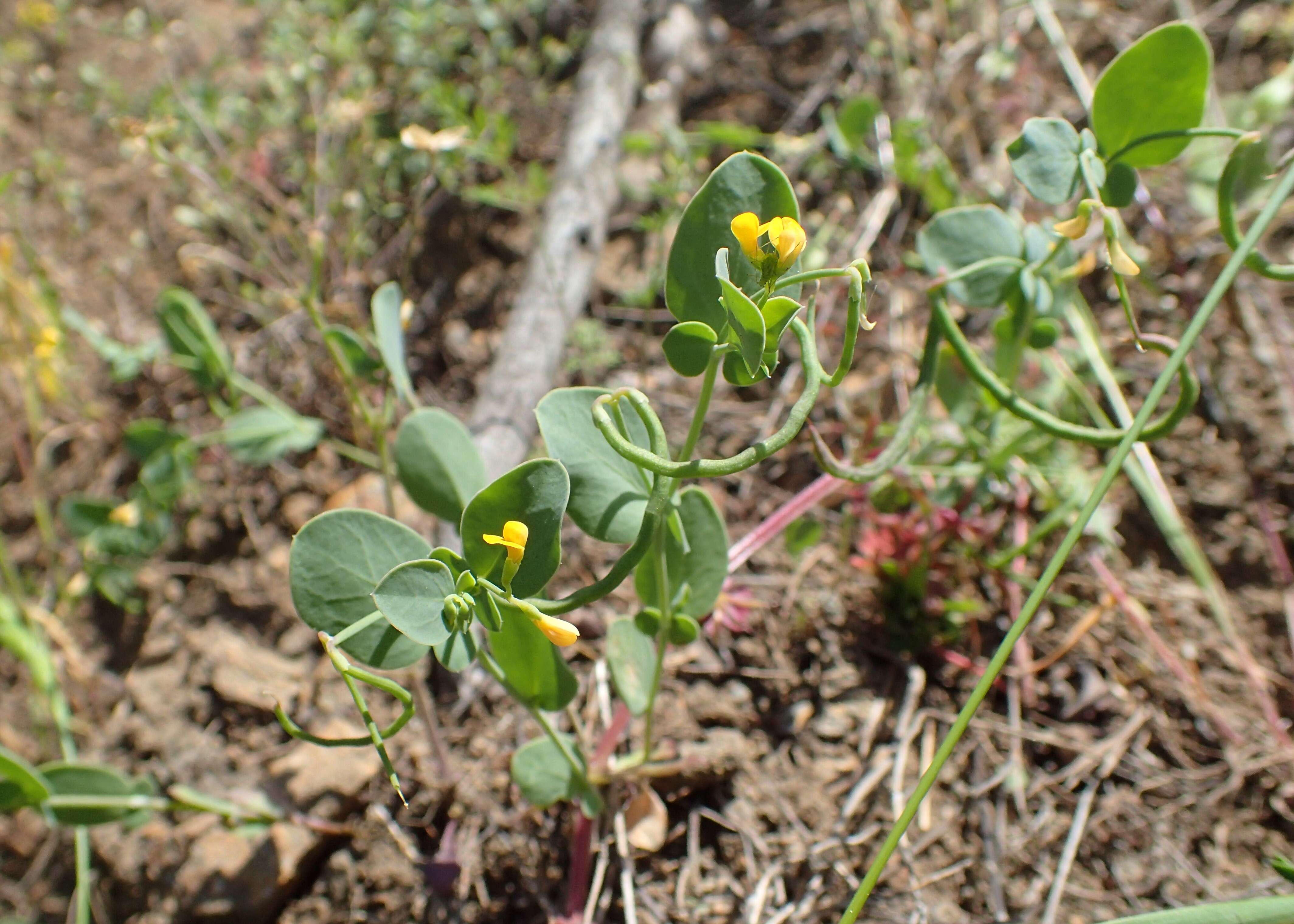 Image of yellow crownvetch