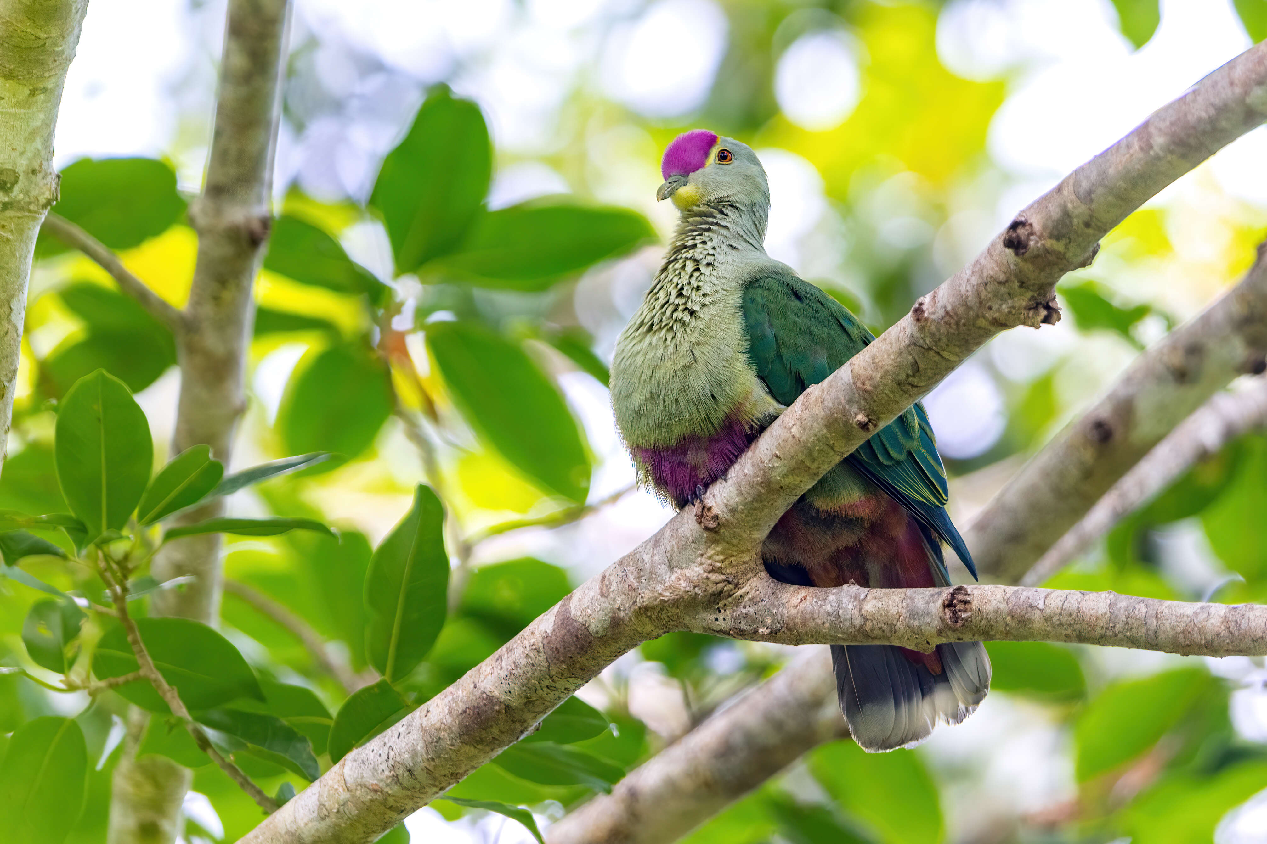 Image of Red-bellied Fruit Dove