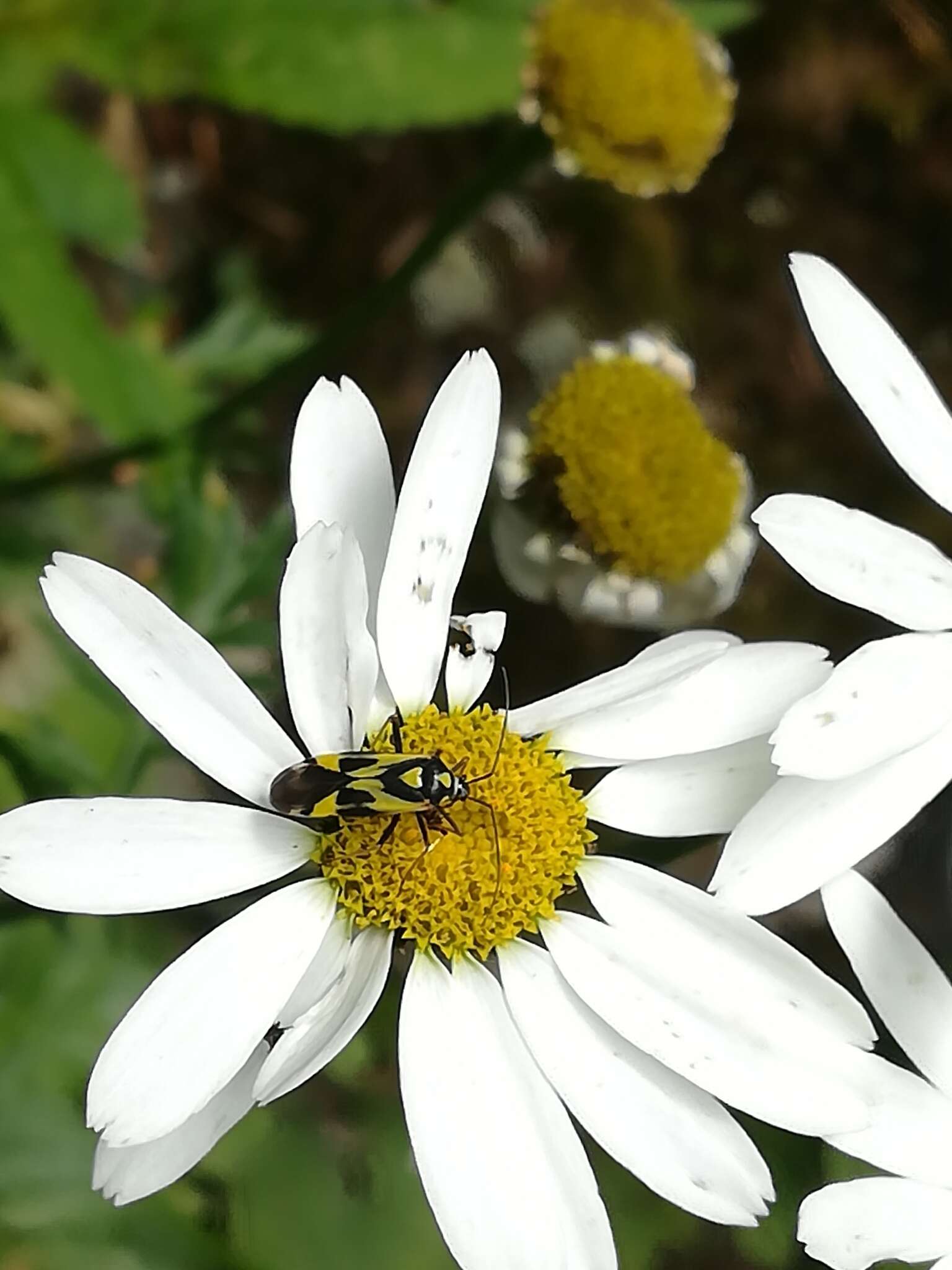 Image of Grypocoris sexguttatus (Fabricius 1777)