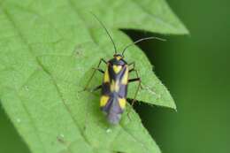 Image of Grypocoris sexguttatus (Fabricius 1777)