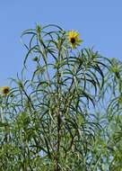 Image of willowleaf sunflower