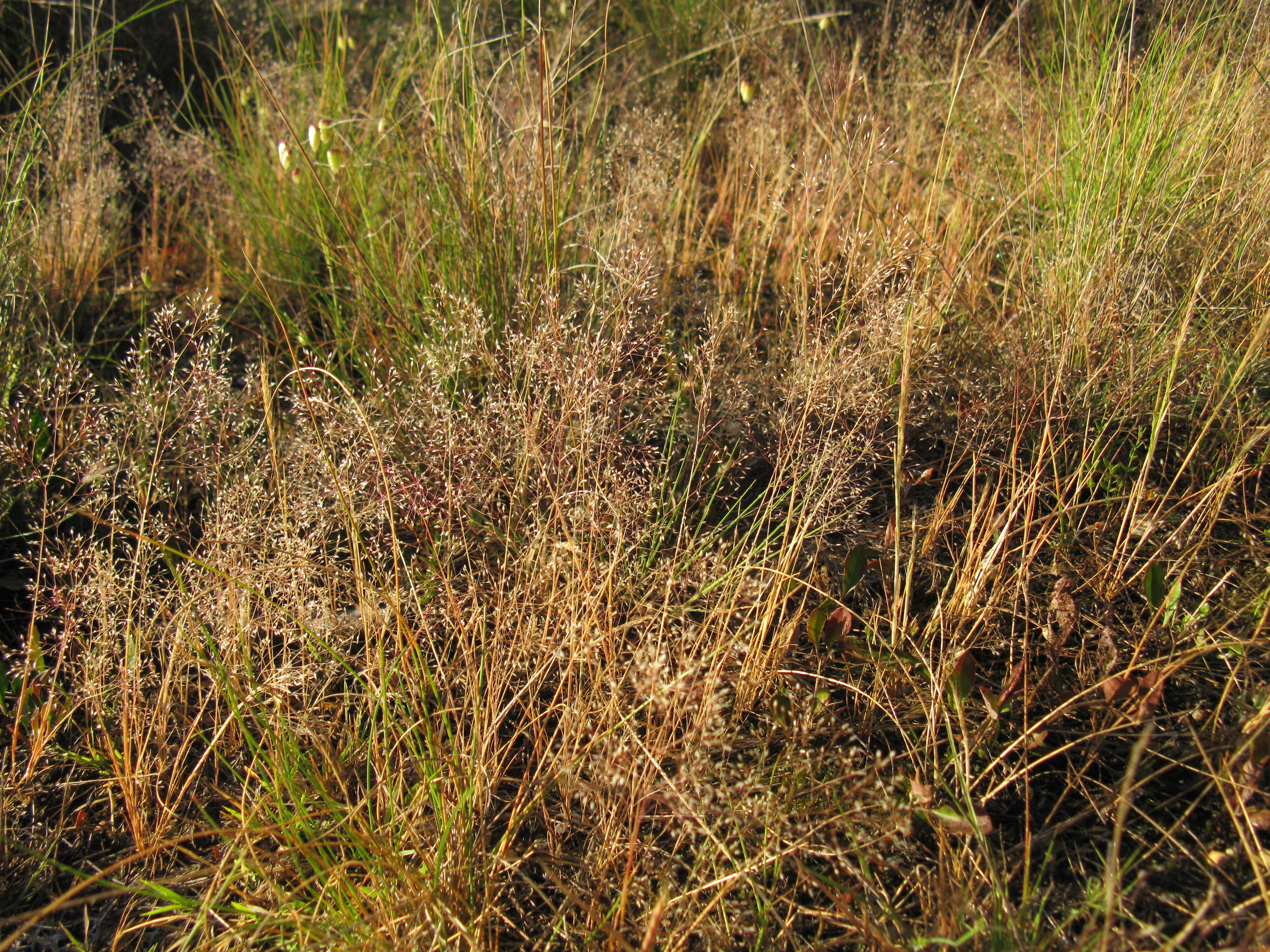 Image of silver hairgrass