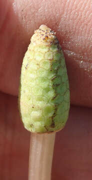 Image of field horsetail