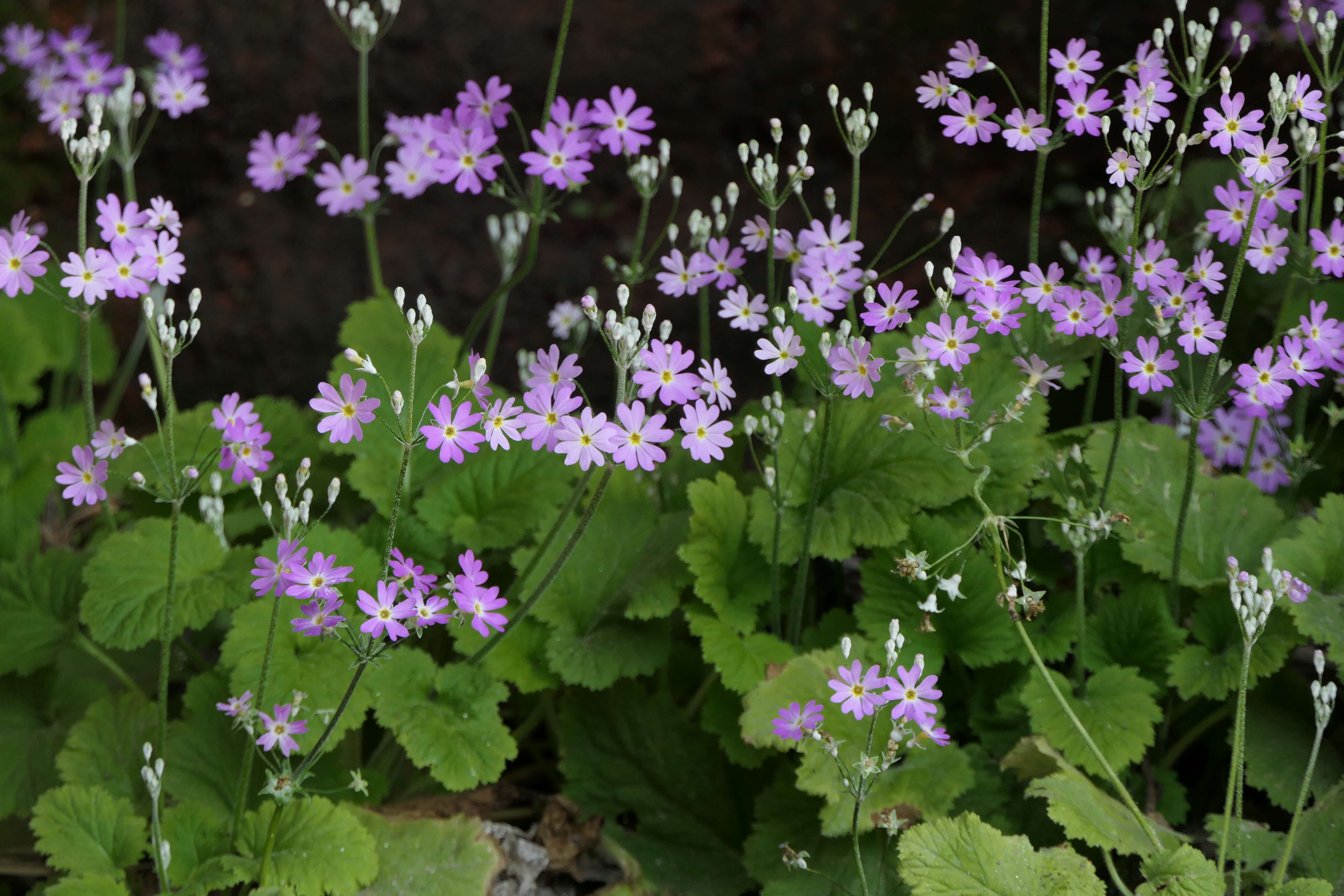 Image of Baby primula