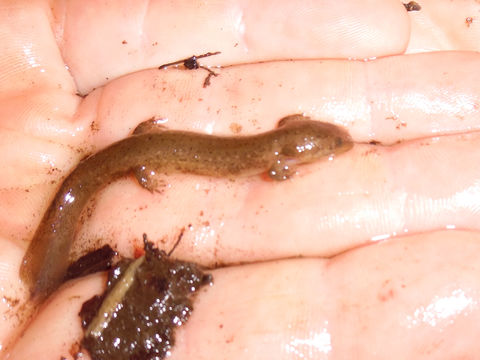 Image of Northern red salamander