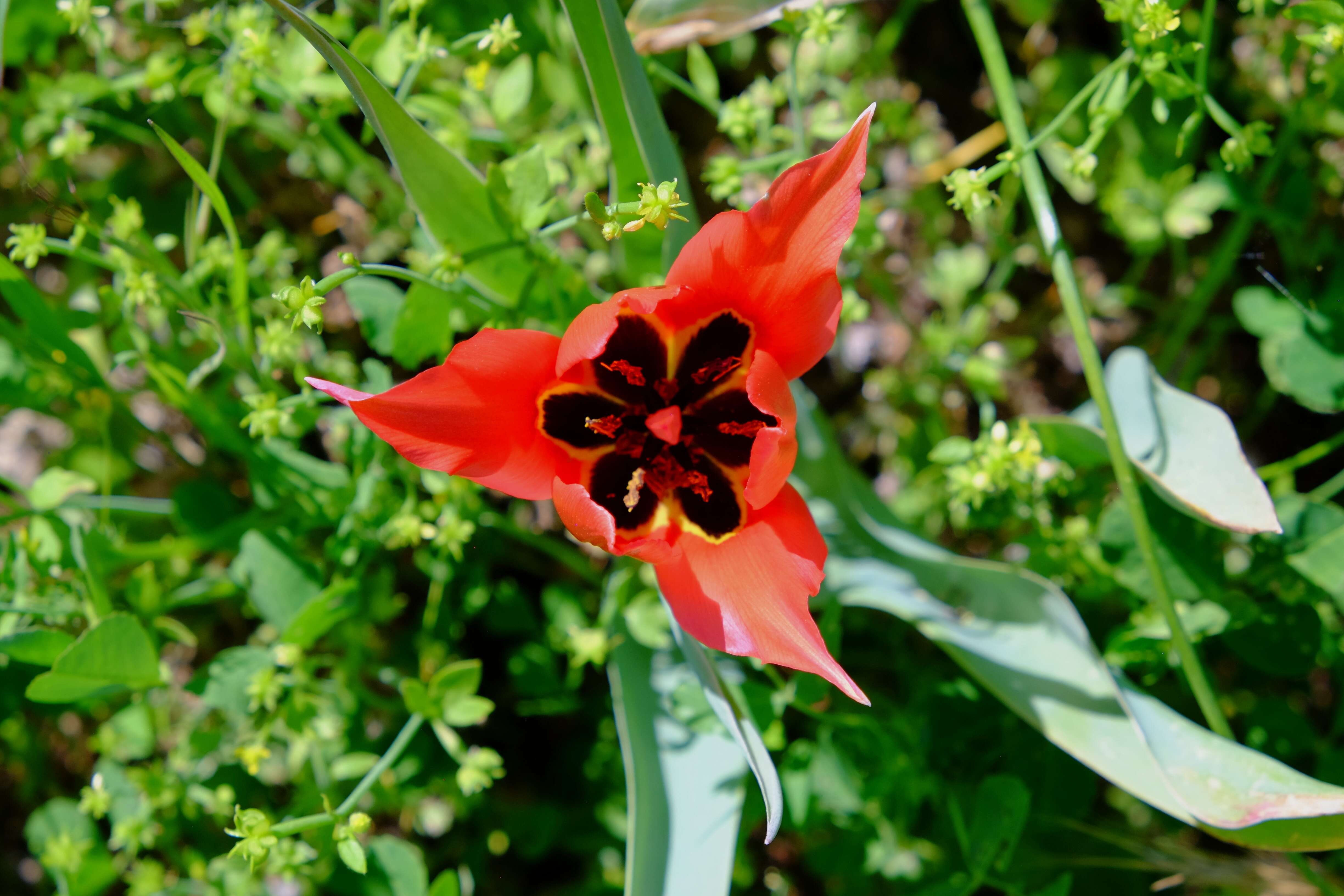 Image of Cyprus tulip