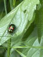 Image of Chrysolina fastuosa