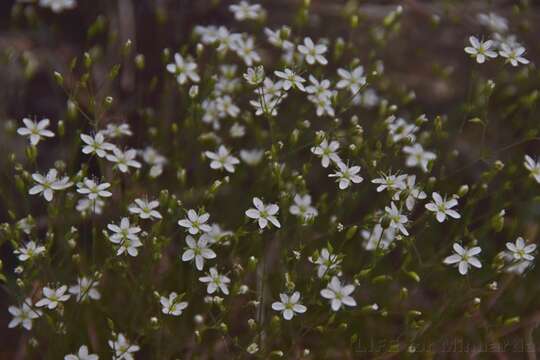 Image of Sabulina verna subsp. verna