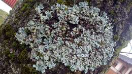 Image of Hammered shield lichen